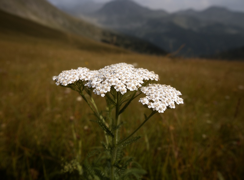 Coada-șoricelului în natură